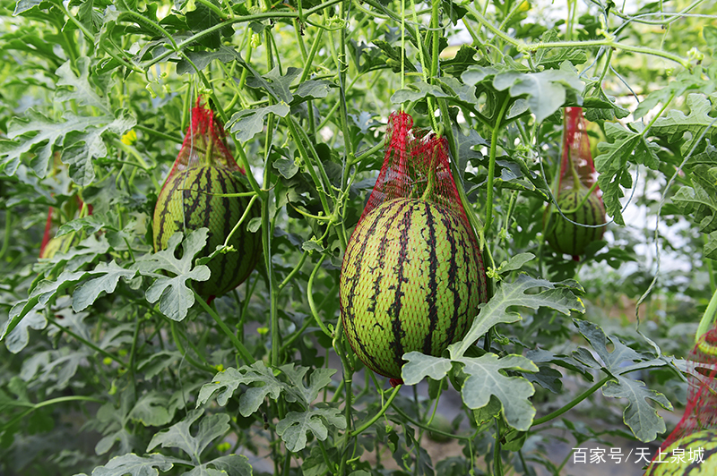 直播农业|山东黄河心正富硒西瓜熟了