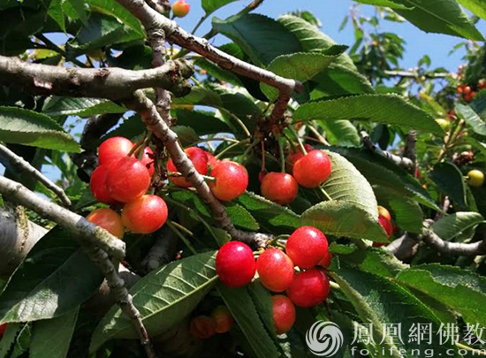 盛夏宜吃这几种水果 增进食欲少生病