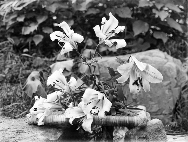 威尔逊:台湾百合,1910年7月14日拍摄∣ Wilson, E.H., Lilium formosum China, July 14, 1910