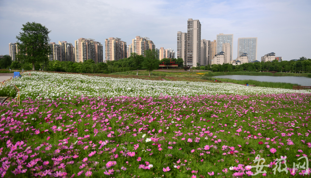 合肥四季花海公園迎來盛花期