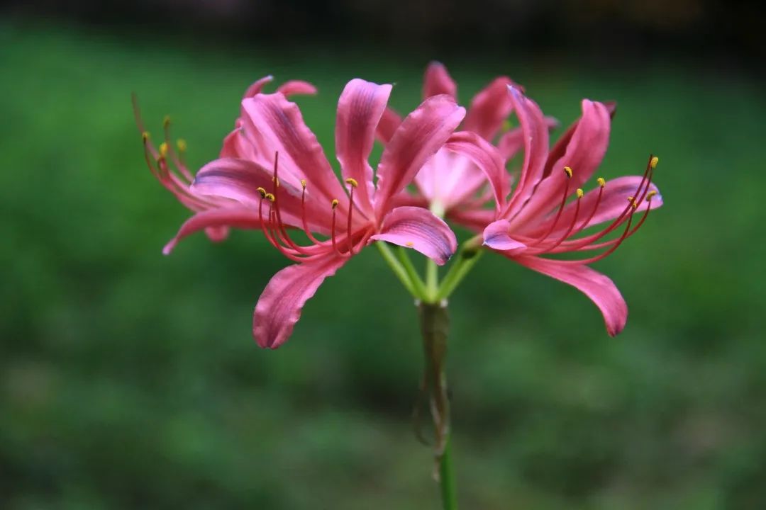 我是石蒜,我是你的"彼岸",花期正盛,君可赏否?__凤凰网