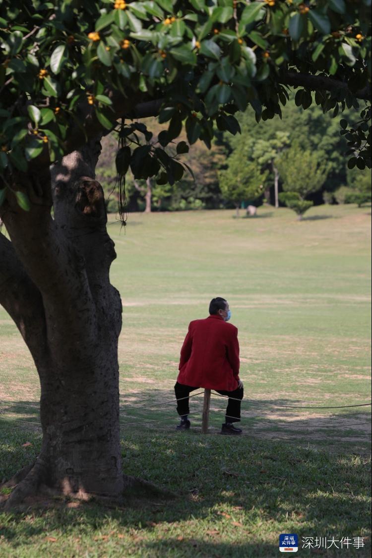 2月18日,深圳莲花山公园,在树下休息的男子.南都记者 刘有志 摄