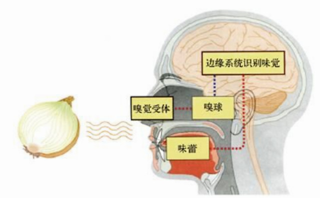 喝水长不长胖不知道,但是有些气味闻了实验动物就长胖了!