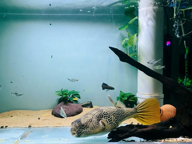 容易混养的观赏鲀,性格温和易互动,鱼友很省心__凤凰网