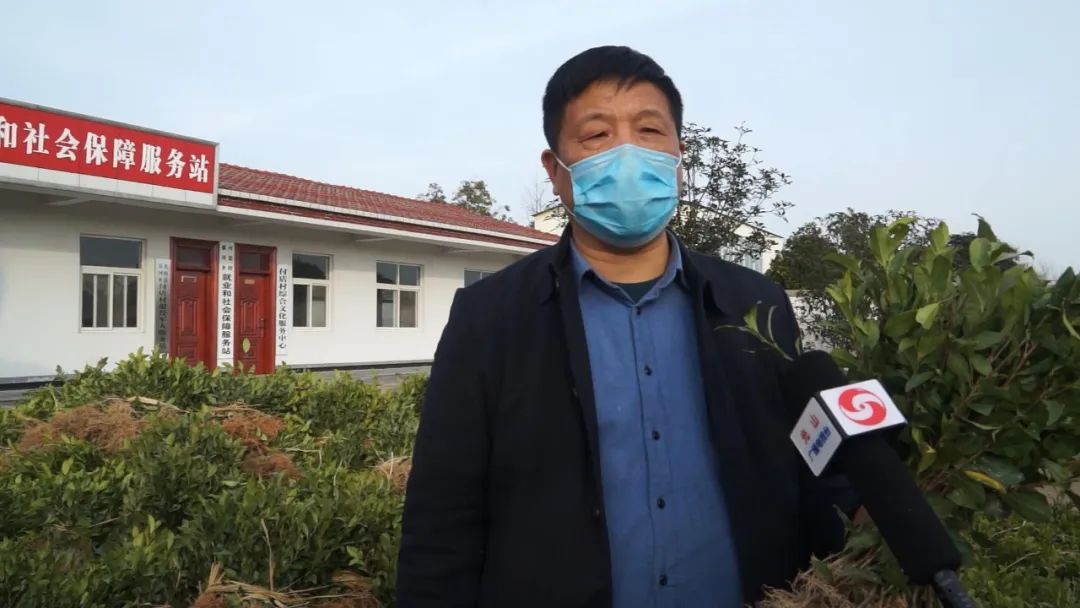 光山县晏河乡:抗疫一线栽茶忙
