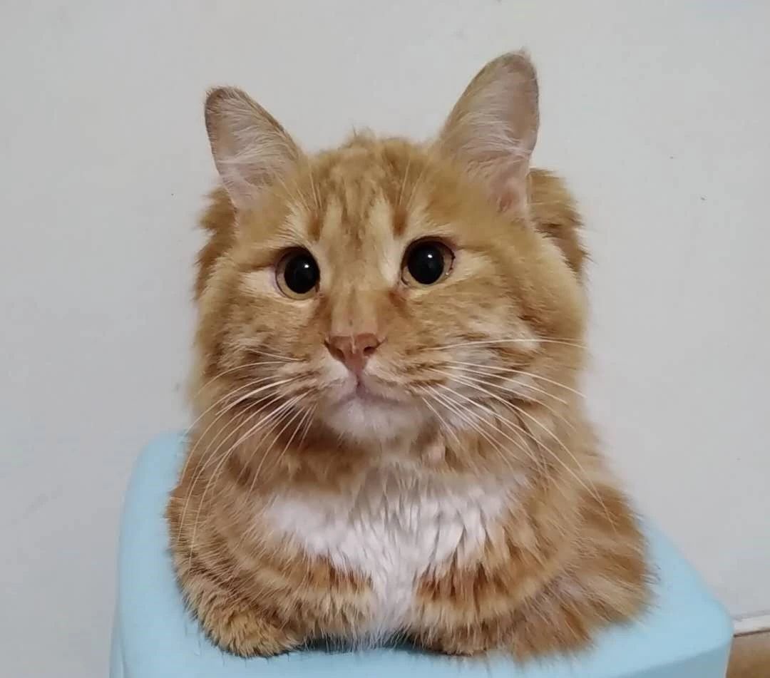 天冷了,又到了喵星人揣手的季节了__凤凰网