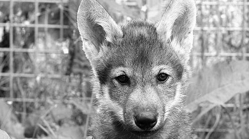 小狼崽也会玩接球游戏.