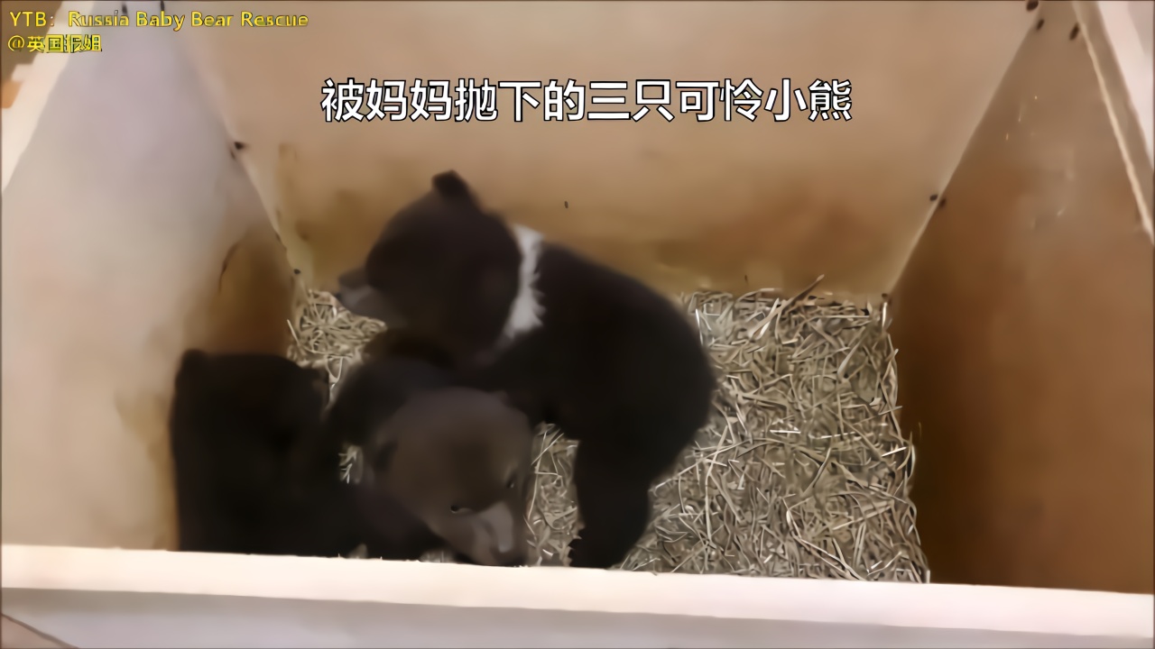俄罗斯人捡到的三只熊崽，圆滚滚小熊喝盆盆奶，太可爱