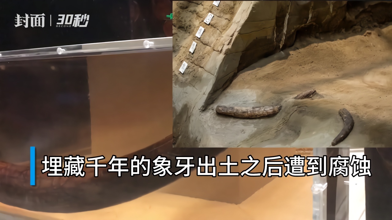 30秒 | 黑科技满满！金沙遗址博物馆为啥把象牙泡在黄水里？