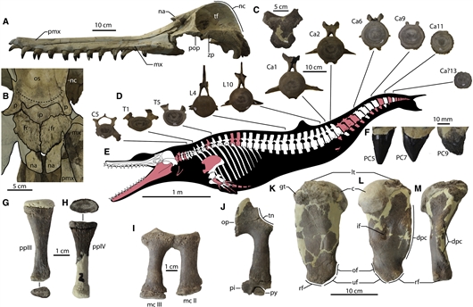 图片来源:robert w boessenecker 灭绝巨型海豚骨骼.