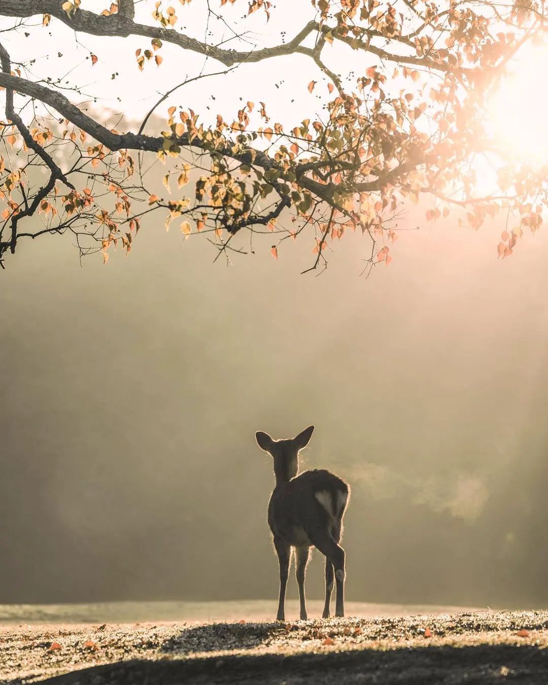 呦呦鹿鸣,那些仿佛是从诗中走出来的鹿__凤凰网