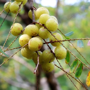 油甘果泡蜂蜜的做法_油甘子泡蜂蜜的作用