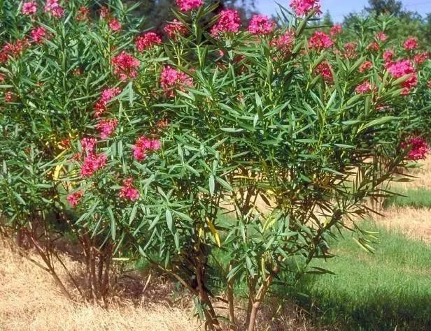 關於有毒植物夾竹桃為什麼在綠化帶特流行讓人愛之不及