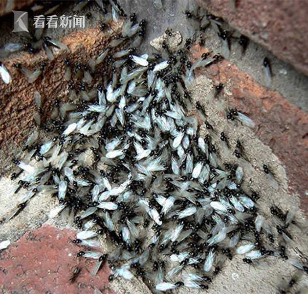 雷达侦测"下雨"却炎热干燥 专家揭秘"它们来了"