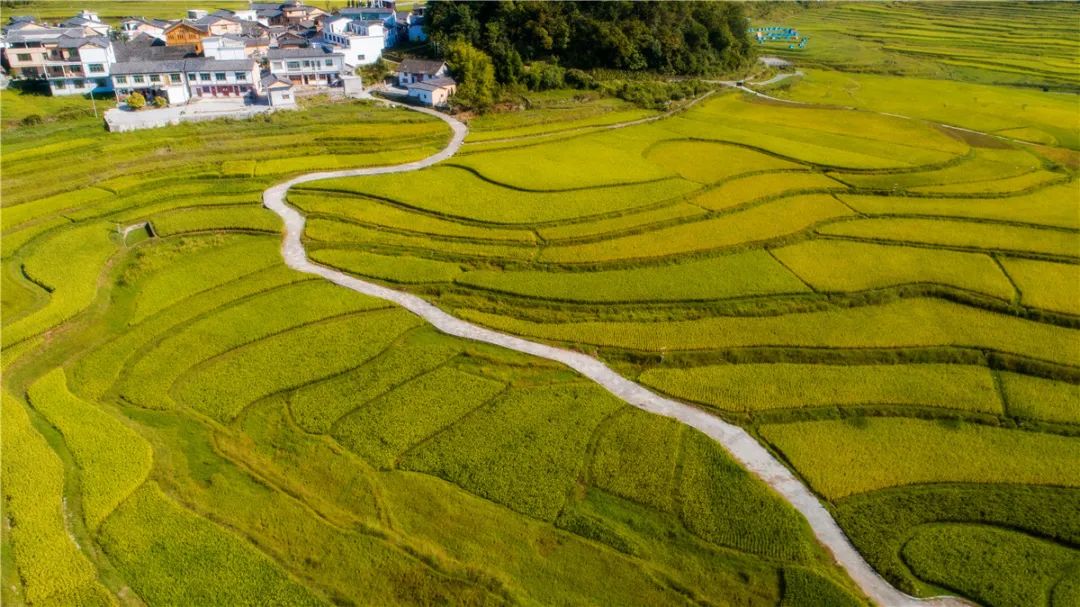 行走在乡间田坎,虫鸣鸟叫此起彼伏.