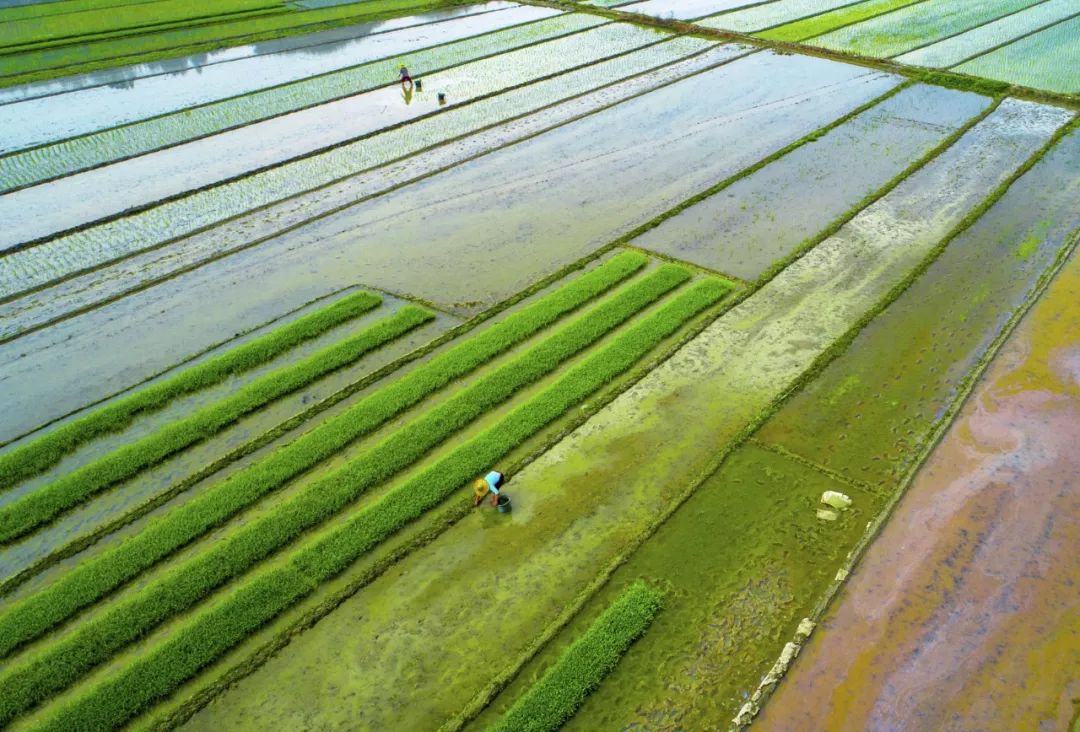 在南方农村,一种神秘活动正在消失__遍地文学