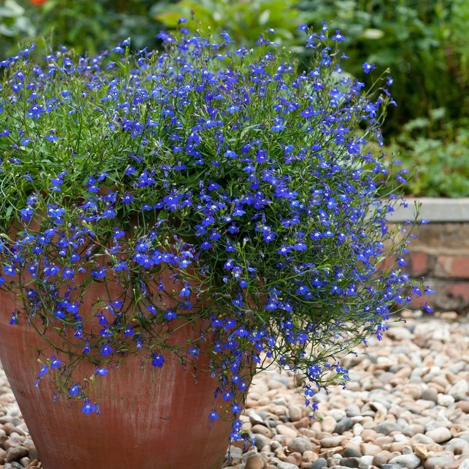 花朵像小蝴蝶,花量特别多的六倍利,缺乏两个条件就难开花__凤凰网