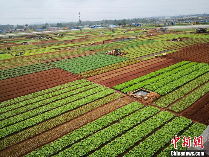 海口都市边缘种菜人:种菜很辛苦,赚到钱就开心