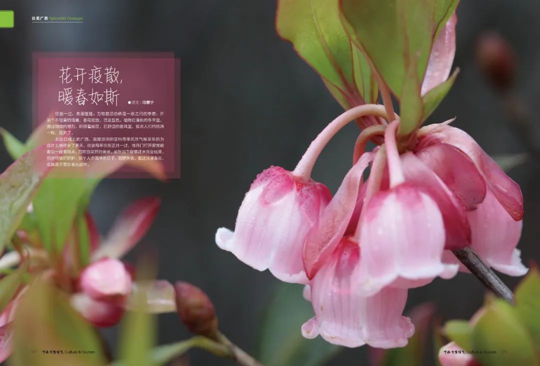 文旅花开疫散暖春如斯