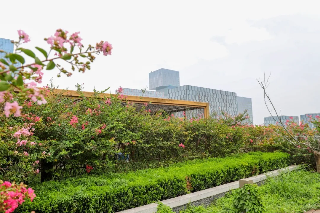 楼顶的空地被分成不同的区域 栽种着各种各样的花卉和绿植 修剪整齐的