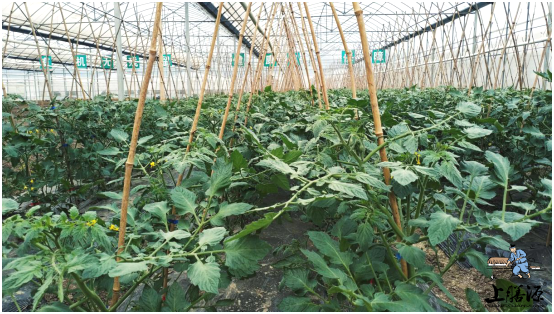 什么叫做有机蔬菜 F4E1C61BB80AB90ED7047048ED5839570DC92D28_size441_w554_h314.png