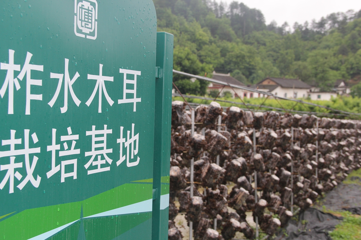 益百变科技创新 让柞水木耳插上大产业腾飞的翅膀