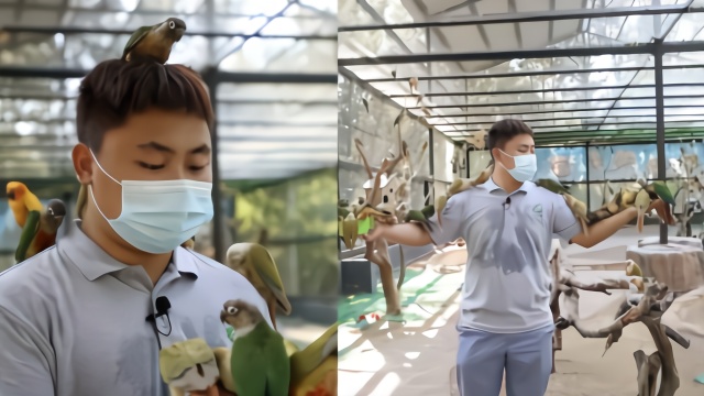 养鹦鹉就像带一群娃娃,95后饲养员:等我当爸,肯定是优秀奶爸