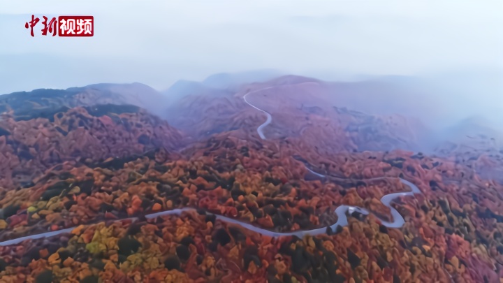 太行山红叶进入最佳观赏季 热情似火如绝美画卷