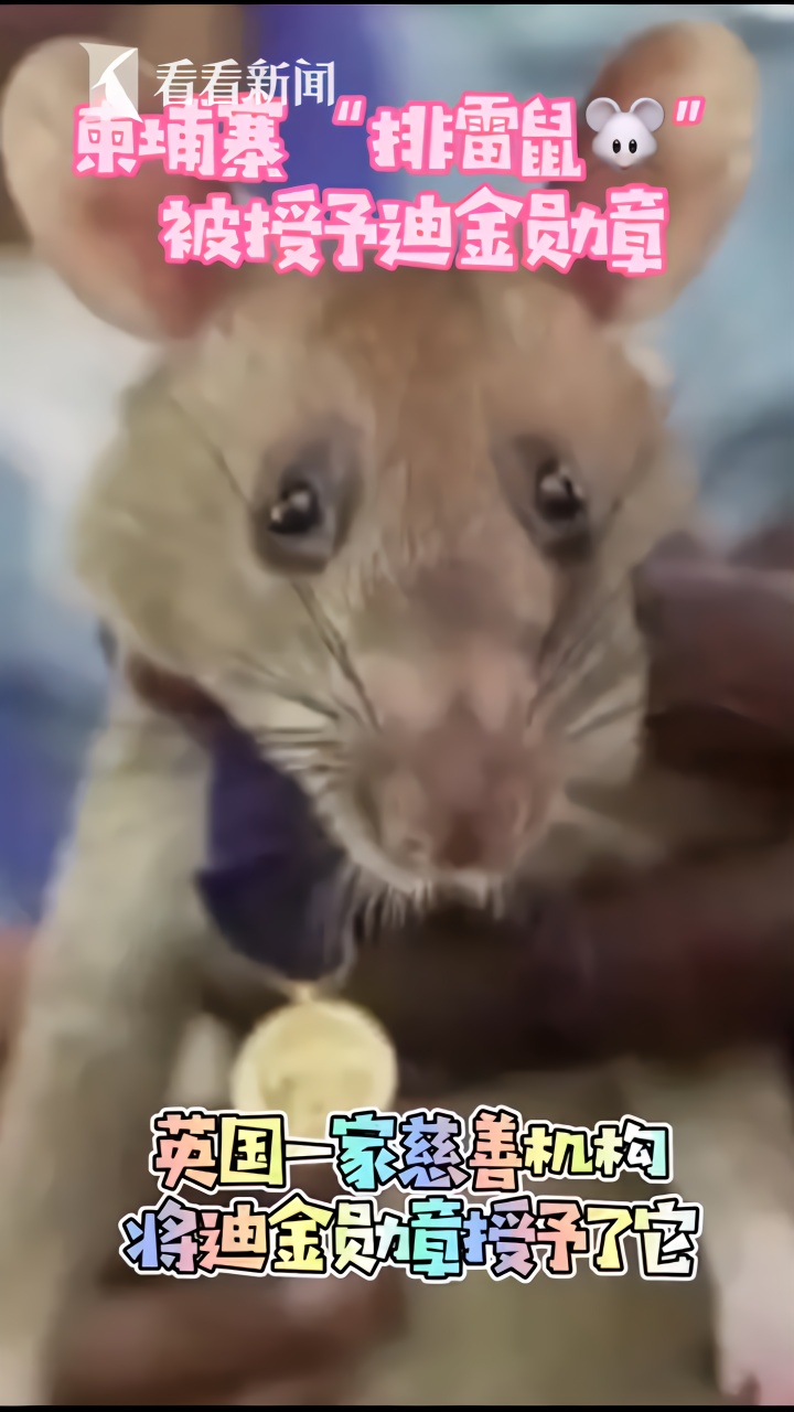 鼠不可貌相！柬埔寨“排雷鼠”被授予迪金勋章