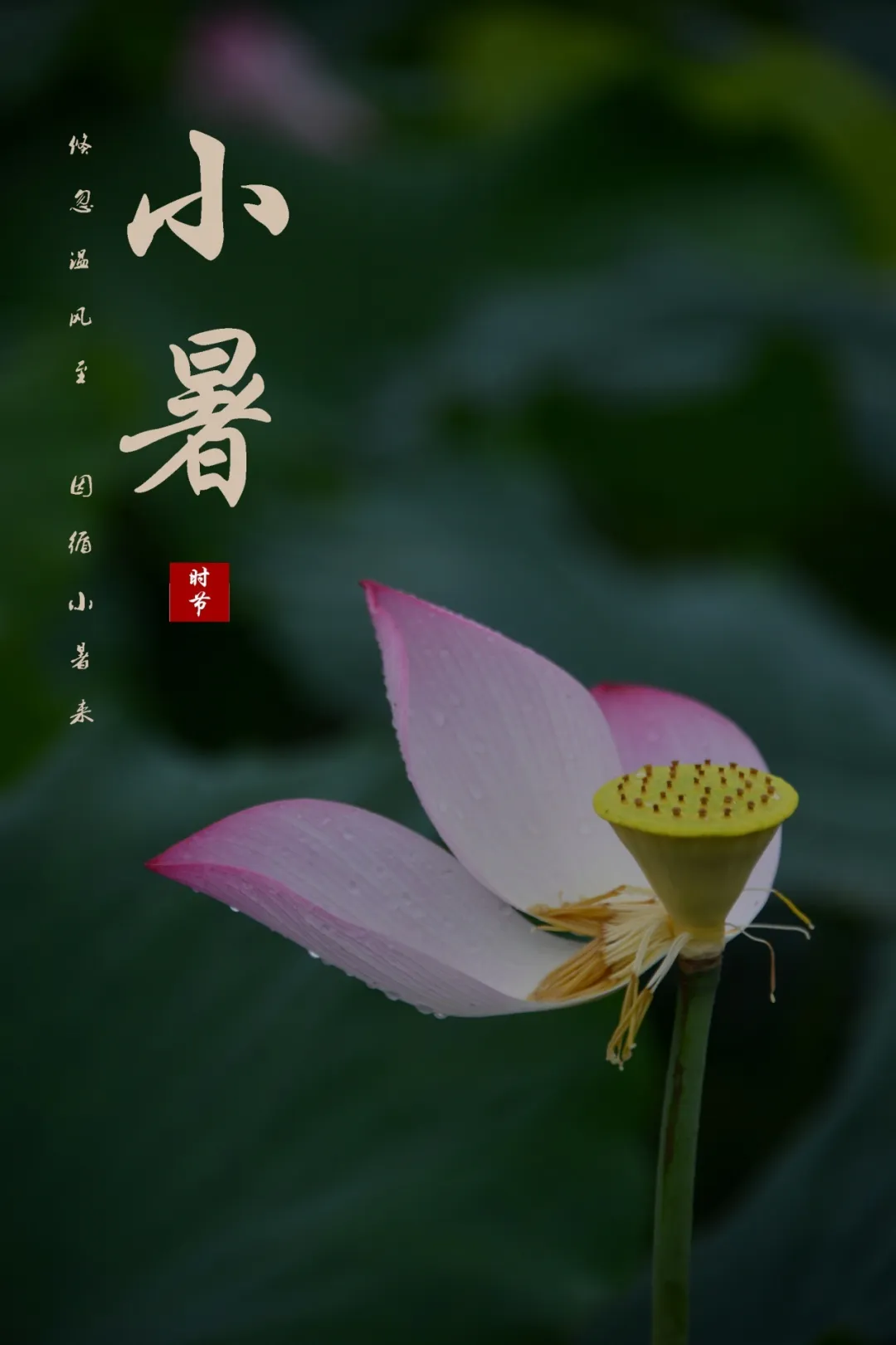 二十四节气小暑心中安然便是清凉