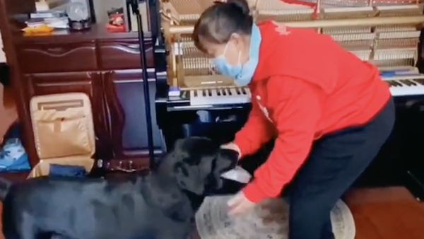 盲人调音师坚持9年宣传导盲犬畅行：它们是盲人的眼睛