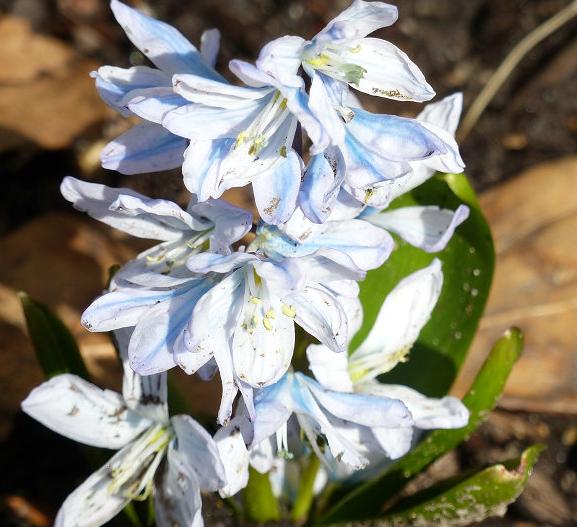 条纹海葱,早春开花最早的球根之一,花瓣中间有一道海蓝色条纹__凤凰网