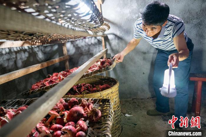 福建省三明市大田县东风农场天然菌业合作社种植的红菇进入采收季.