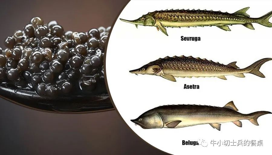 说起鱼子酱,最有名的是生活在里海的三种鲟鱼:大白鲟,奥西特拉鲟,闪电