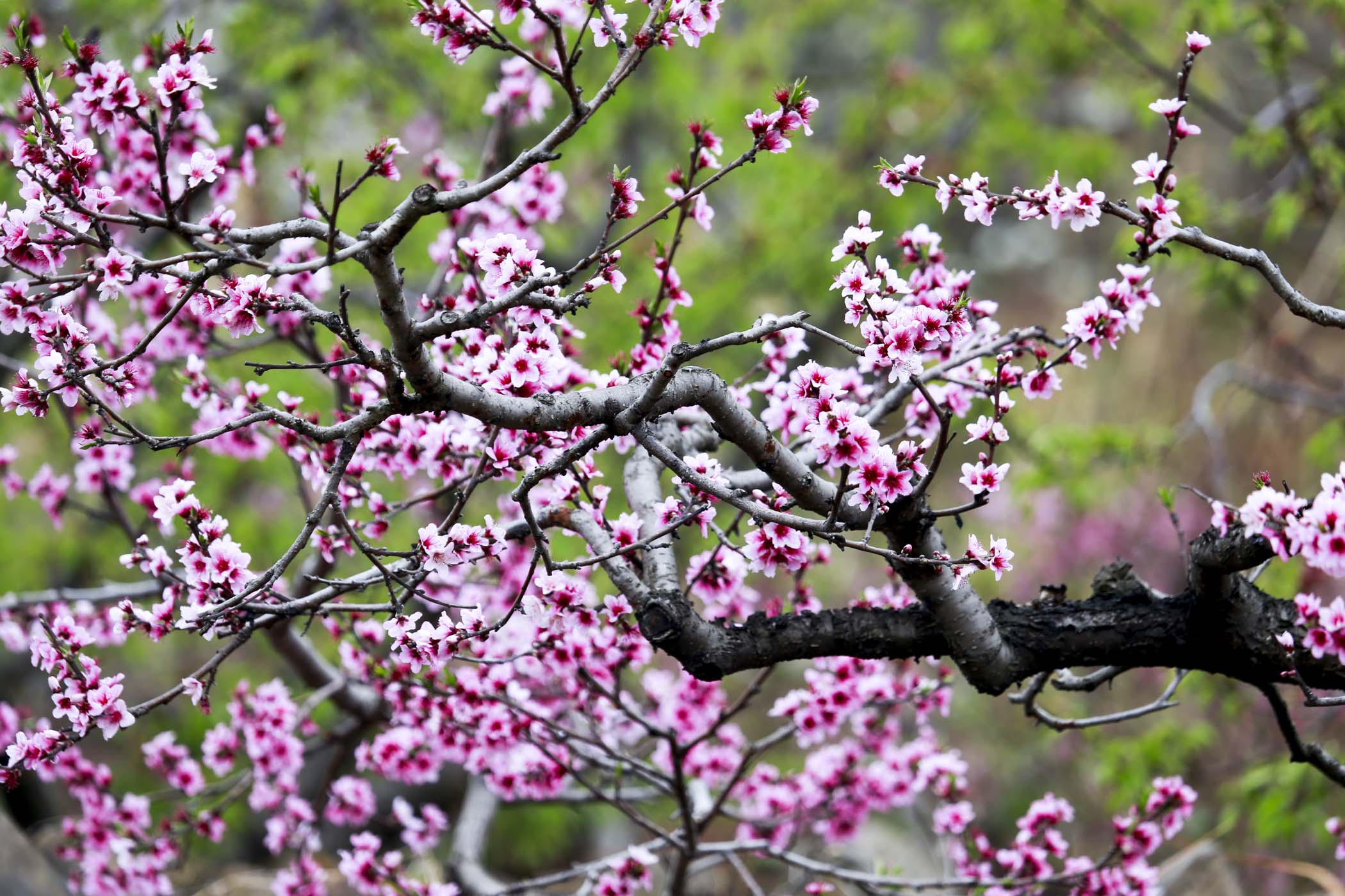 贵州威宁6000亩桃花次第开放漫山遍野如朝霞卷地