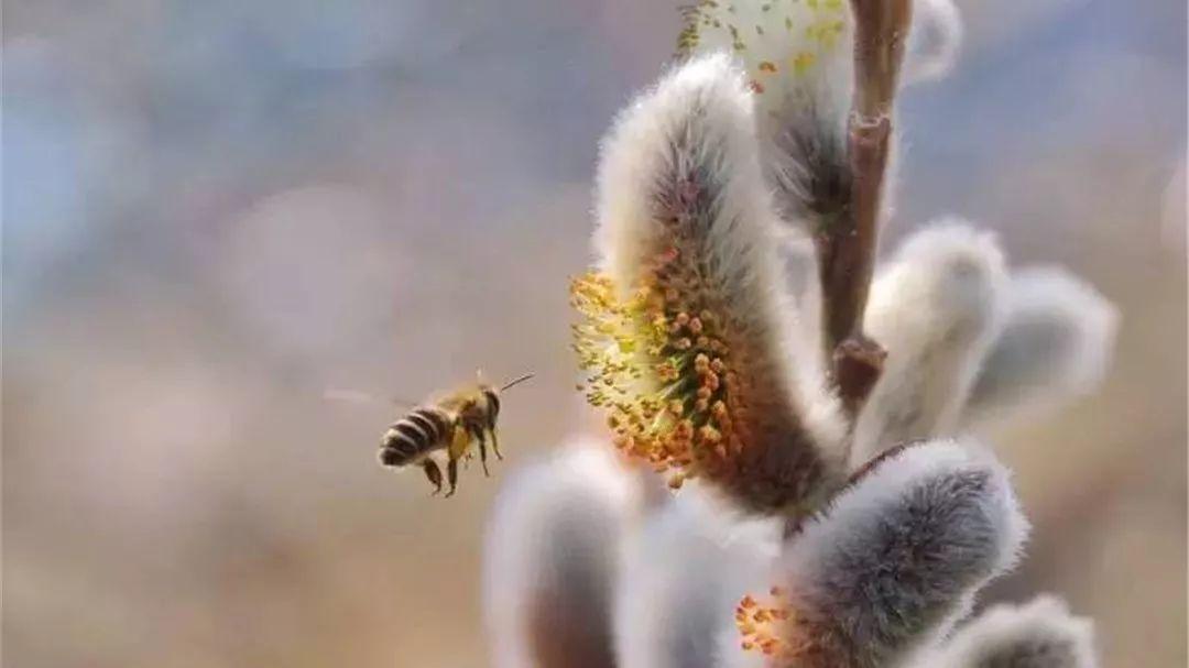 春天睡醒的动物图片图片