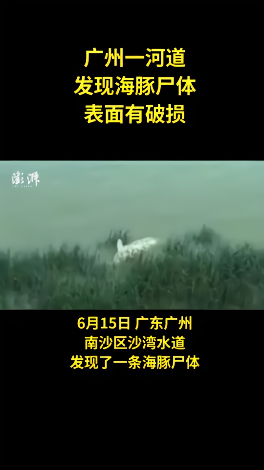 广州南沙区一河道发现海豚尸体，表面有破损