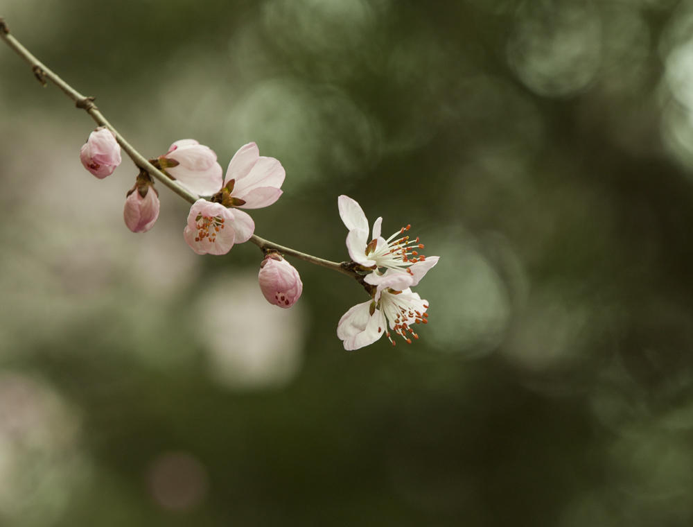 一组山桃花 凤凰网