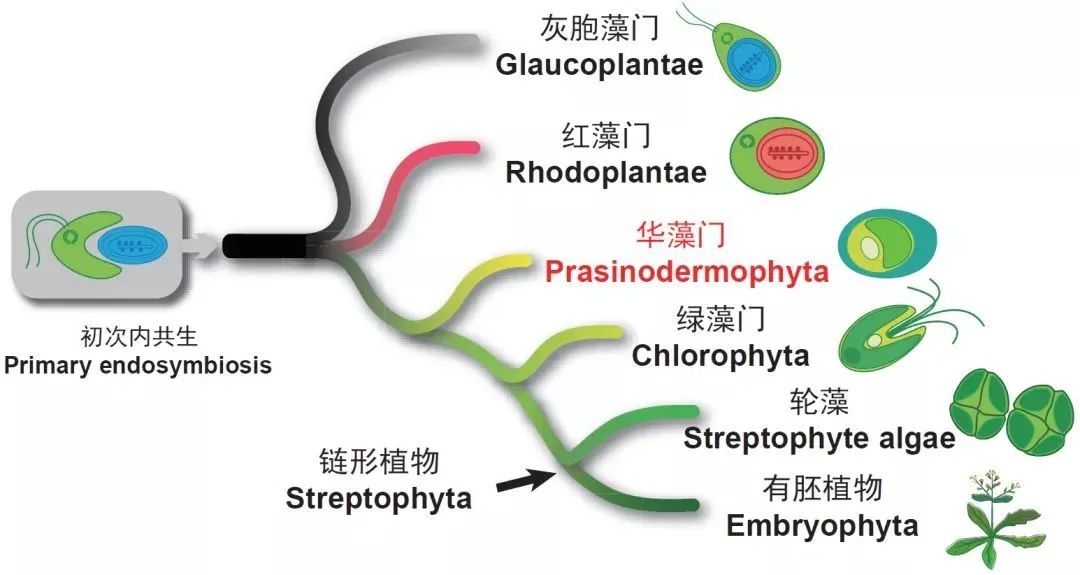 绿色植物有了第三个门类