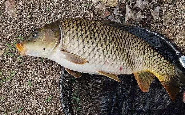 夏钓鲤鱼这几个饵料赶紧试试钓一次爽一次