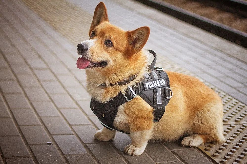 各 位靓仔靓女肯定听多了~拉布拉多,黑背,罗威纳当警犬
