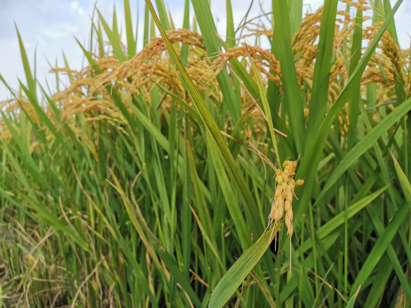 松江早熟稻进入收获季. 李谆谆 图