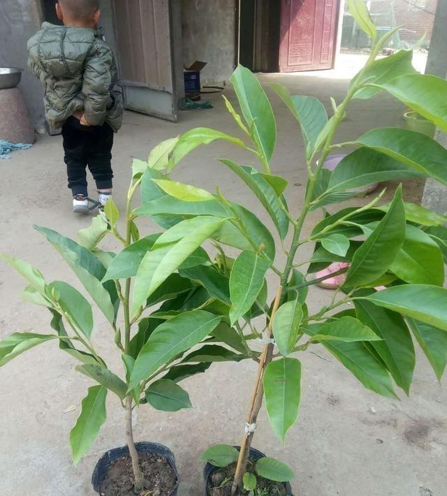 养花人的“心头好”,连树叶树干都是香的 __凤凰网