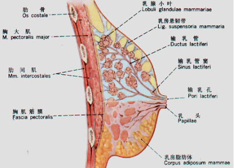 才能拥有浑圆大胸?做到这2点,气质提升一百分