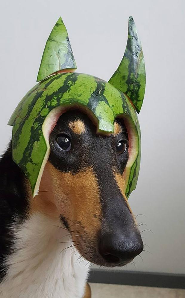 狗子的西瓜头盔太萌了,夏天清凉的感觉有没有,你最喜欢哪一款?
