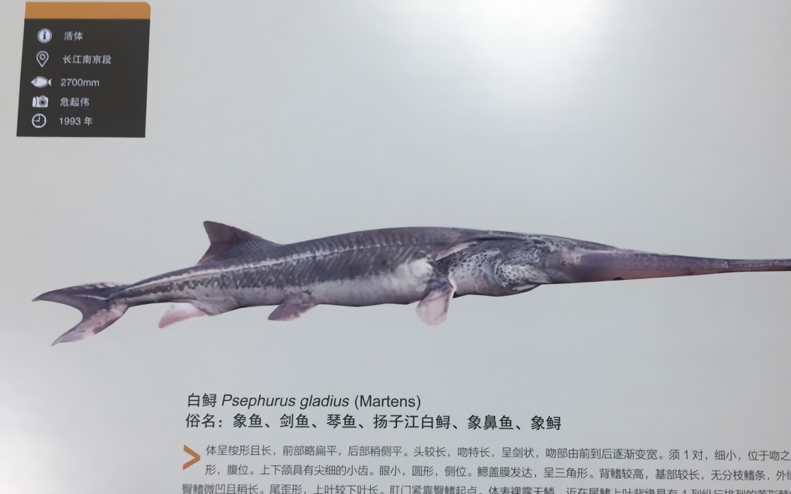 长江白鲟灭绝论文作者危起伟:长江很多鱼都要灭绝了