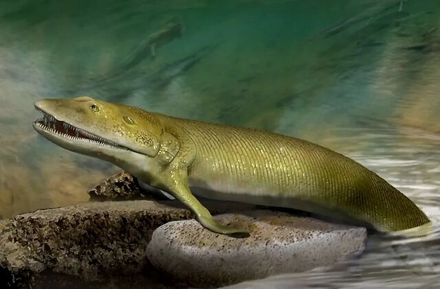 希望螈艺术复原图丨katrina kenny3亿多年前,一部分鱼类登上陆地,最终