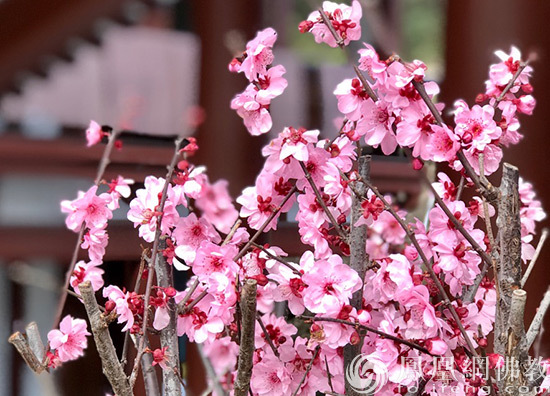 佛教-一日禅：争强好胜最终都是输