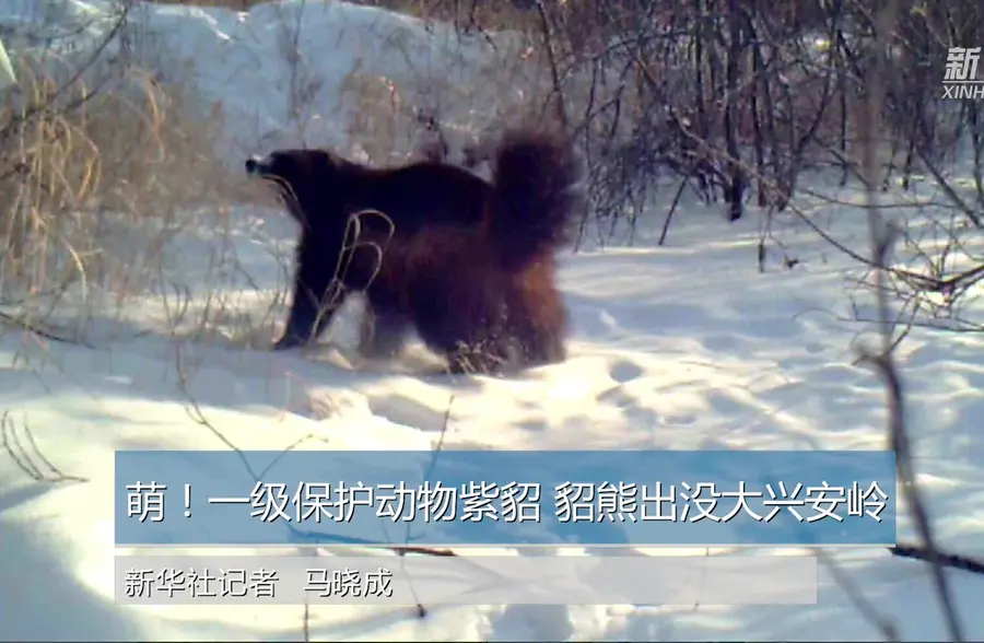 紫貂、貂熊等珍稀保护动物出没大兴安岭