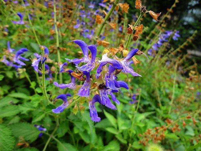 七里麻,奔马草,红参,吉青,山红萝卜,赤参,靠山红,鼠尾草,南丹参,七黑